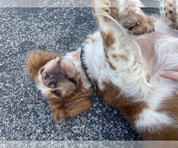 Medium Photo #6 Brittany Puppy For Sale in Curwensville, PA, USA