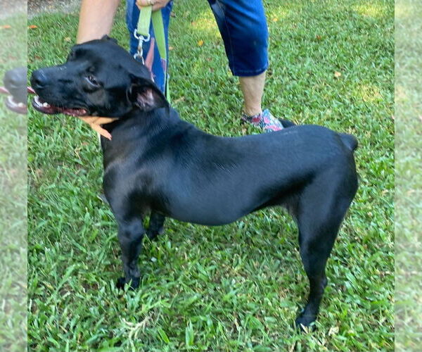 Medium Photo #2 Labrador Retriever-Unknown Mix Puppy For Sale in Canton, CT, USA