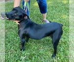 Small #1 Labrador Retriever Mix