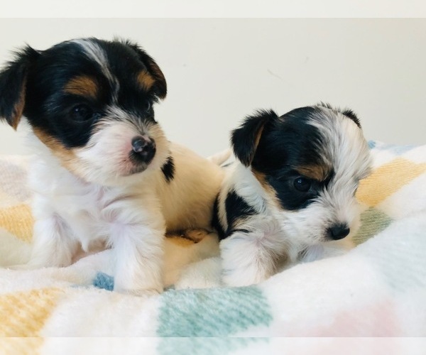 Medium Photo #10 Yorkshire Terrier Puppy For Sale in MILWAUKEE, WI, USA