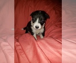 Puppy Elana Border Collie