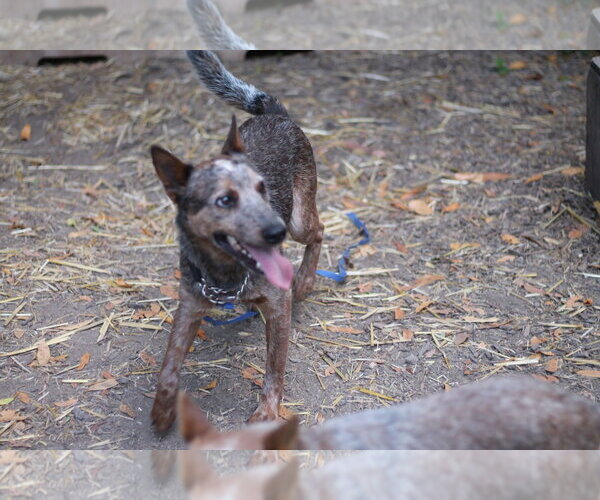Medium Photo #2 Mutt Puppy For Sale in Paso Robles, CA, USA