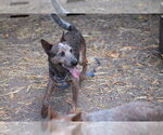Small #1 Mutt