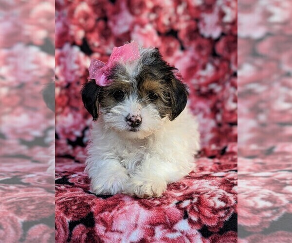 Medium Photo #6 Poodle (Miniature)-Shorkie Tzu Mix Puppy For Sale in CHRISTIANA, PA, USA