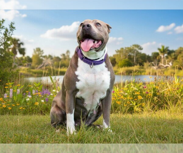 Medium Photo #1 American Pit Bull Terrier-Unknown Mix Puppy For Sale in Tavares, FL, USA