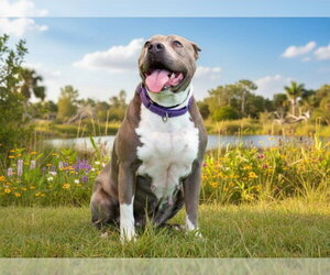American Pit Bull Terrier-Unknown Mix Dogs for adoption in Tavares, FL, USA
