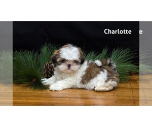 Shih Tzu Puppy for Sale in CLARE, Michigan USA