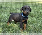 Small #1 Doberman Pinscher