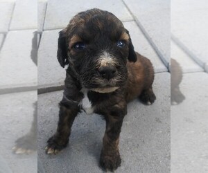 Australian Shepherd Puppy for sale in ARCHDALE, NC, USA