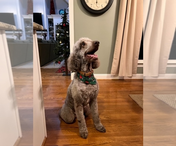 Medium Photo #1 Goldendoodle Puppy For Sale in NEW LONDON, NC, USA