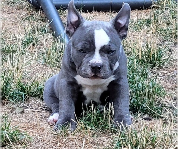 Medium Photo #11 American Bully Puppy For Sale in OLYMPIA, WA, USA