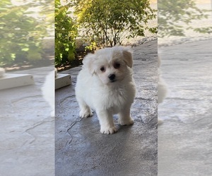 Coton de Tulear Puppy for sale in CANOGA, NY, USA