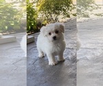 Small Coton de Tulear