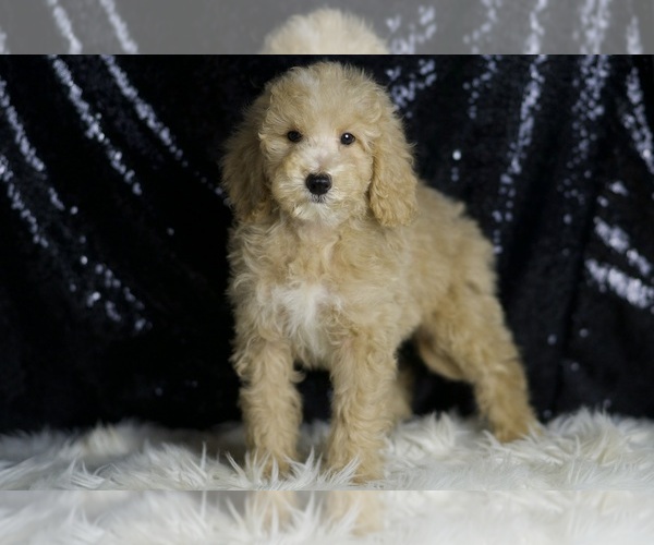 Medium Photo #2 Goldendoodle (Miniature) Puppy For Sale in WARSAW, IN, USA