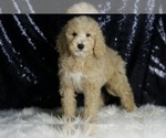Small #1 Goldendoodle (Miniature)