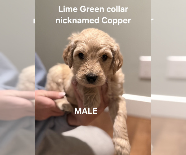 Medium Photo #1 Goldendoodle Puppy For Sale in BLANCHESTER, OH, USA