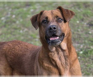 Cinnamon - Female Retriever -Unknown Mix Dog for Adoption - Photo #3