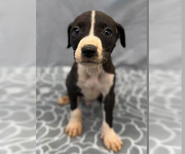 Medium Photo #4 American Staffordshire Terrier-Unknown Mix Puppy For Sale in Lakewood, CO, USA