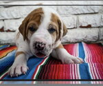 Small #3 Great Dane Mix
