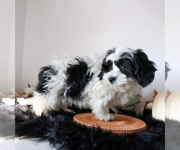 Medium Photo #3 Zuchon Puppy For Sale in ARTHUR, IL, USA