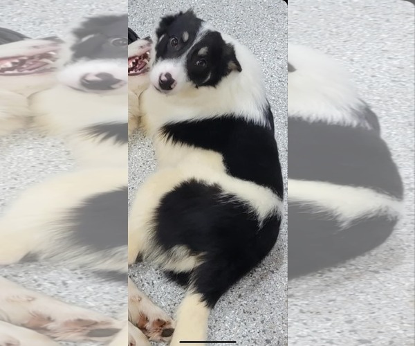 Medium Photo #2 Border Collie Puppy For Sale in Highland, IL, USA