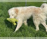 Small Photo #9 Great Pyrenees Puppy For Sale in Garland, TX, USA
