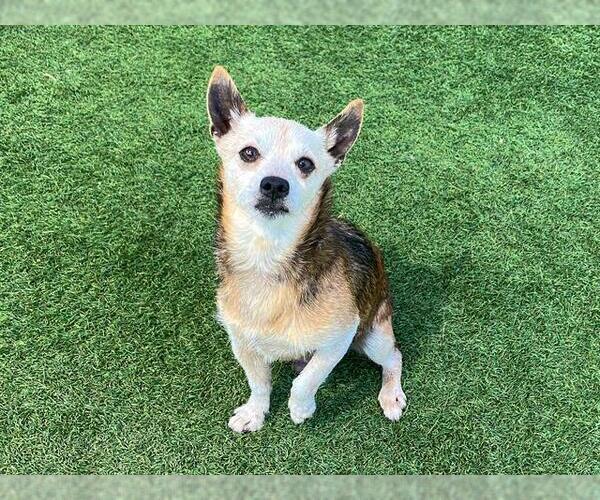 Medium Photo #1 Parson Russell Terrier Puppy For Sale in Orange, CA, USA