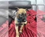 Small Photo #136 Belgian Malinois Puppy For Sale in REESEVILLE, WI, USA