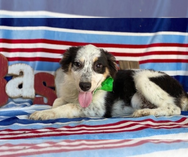 Medium Photo #1 Miniature Australian Shepherd Puppy For Sale in LANCASTER, PA, USA