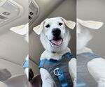 Small #18 Great Pyrenees Mix