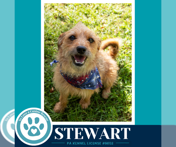Medium Photo #1 Border Terrier-Unknown Mix Puppy For Sale in Kimberton, PA, USA
