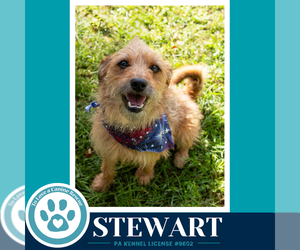 Border Terrier-Unknown Mix Dogs for adoption in Kimberton, PA, USA