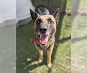 Brownie - Female German Shepherd Dog-Unknown Mix Dog for Adoption - Photo #2