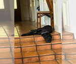 Small #4 Great Dane
