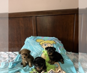 Yorkshire Terrier Puppy for sale in BENSON, NC, USA