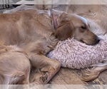 Small Photo #1 Golden Retriever Puppy For Sale in ELLSWORTH, KS, USA