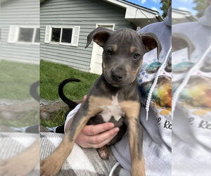 Mutt Dogs for adoption in Plainfield, IL, USA