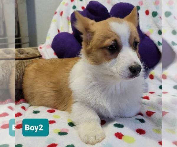 Medium Photo #3 Pembroke Welsh Corgi Puppy For Sale in NEWAYGO, MI, USA
