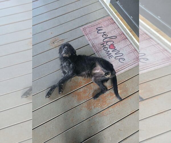 Medium Photo #2 German Wirehaired Pointer-Unknown Mix Puppy For Sale in New York, NY, USA