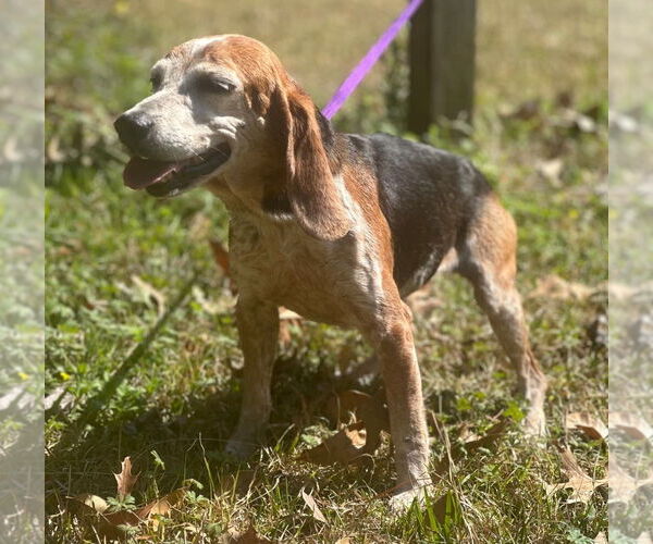 Medium Photo #5 Beagle Puppy For Sale in Dunnellon, FL, USA