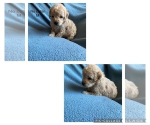 Goldendoodle (Miniature) Puppy for sale in HICKORY, NC, USA