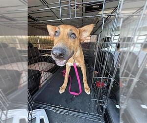 American Staffordshire Terrier-Unknown Mix Dogs for adoption in San Antonio, TX, USA