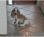Small Photo #3 Basset Hound Puppy For Sale in TARPON SPGS, FL, USA