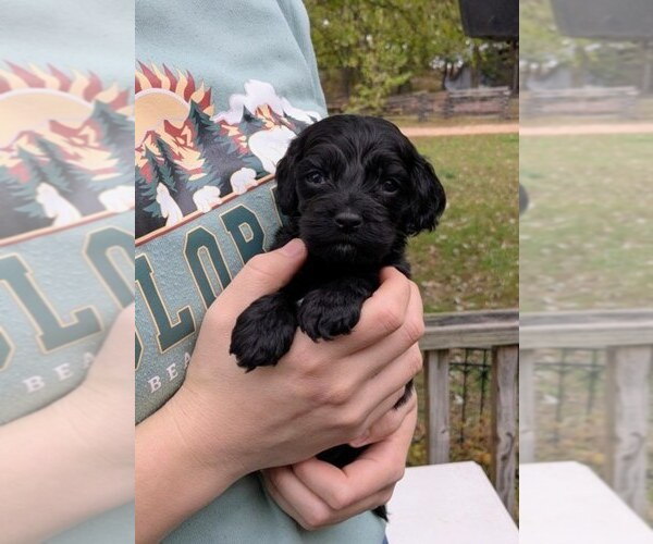 Medium Photo #5 Cock-A-Poo Puppy For Sale in SALEM, MO, USA