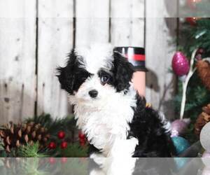 Cavapoo Puppy for sale in MOUNT VERNON, OH, USA