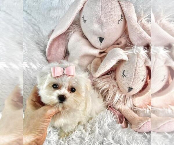 Medium Photo #4 Morkie Puppy For Sale in WEST PALM BEACH, FL, USA