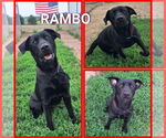 Small #1 Labrador Retriever Mix