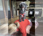 Small #3 Shih Tzu Mix