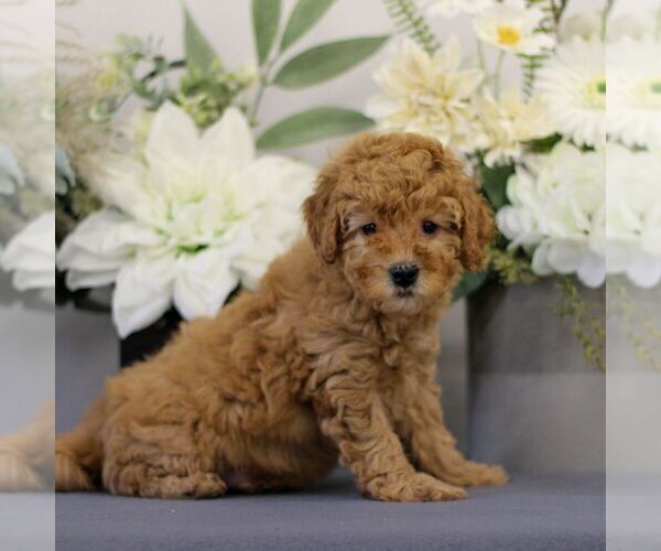 Medium Photo #2 Poodle (Toy) Puppy For Sale in EAST EARL, PA, USA