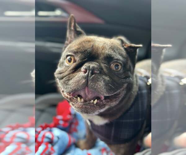 Medium Photo #2 French Bulldog Puppy For Sale in St. Louis Park, MN, USA